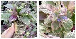 48 Plants Burgundy Glow Ajuga - Carpet Bugle - Very Hardy -1 3/4&quot; Pots U... - £114.00 GBP