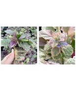 48 Plants Burgundy Glow Ajuga - Carpet Bugle - Very Hardy -1 3/4&quot; Pots U... - £113.35 GBP