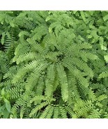 3 Maidenhair Fern Plant Bare Root Adiantum Diaphanum Organic Roots Fresh... - $271.61 MXN