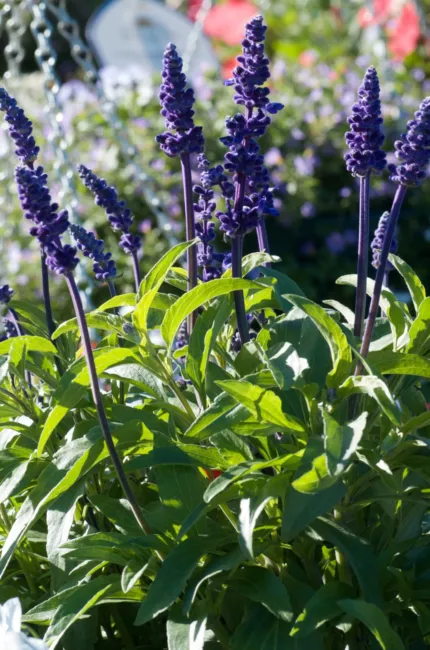 Sage Blue Mealy Sage Heirloom Seeds Open Pollinated Gmo Free Fresh Garden - £10.93 GBP