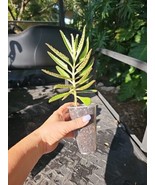 SEPTH Mothers of Millions Thousands Alligator Plant 3-5&quot;&quot; Bare Root Succ... - $44.05 CAD
