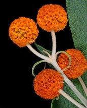 Grow In US 100_Seeds Buddleja globosa Orange Ball Tree - £19.10 GBP