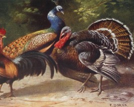 A/S E. Dorno Munchen Peacock, Rooster &amp; Turkey in a Group  Antique Postcard  - £9.09 GBP