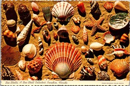 Sea Shells, A Sea Shell Collector&#39;s Paradise Florida Postcard PC150 - £3.96 GBP