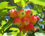 Dolgo Crabapple -24-34 in. potted trees - Pollinizer, Flowering, Fruit, ... - £29.68 GBP+