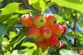 Dolgo Crabapple -24-34 in. potted trees - Pollinizer, Flowering, Fruit, ... - £29.54 GBP+