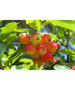Dolgo Crabapple -24-34 in. potted trees - Pollinizer, Flowering, Fruit, ... - £29.47 GBP+