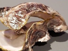 Natural Adriatic Sea Shell Unique Hand Enchanced One Of The Kind Great Gift TP4 - £62.85 GBP