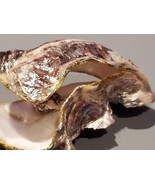 NATURAL ADRIATIC SEA SHELL UNIQUE HAND ENCHANCED ONE OF THE KIND GREAT G... - £66.40 GBP