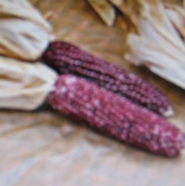 Popcorn Purple Kernel 50 Seeds - £7.11 GBP