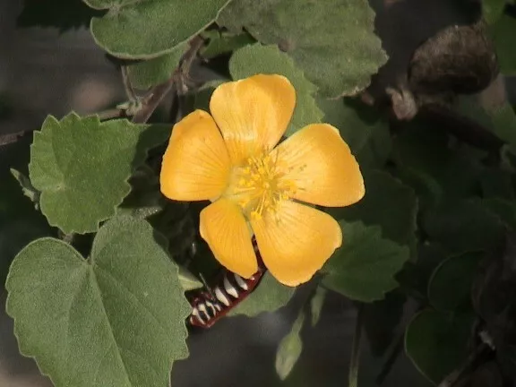 Abutilon Indicum Unique Perennial Seeds - $12.19