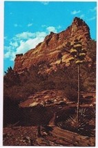 Arizona Postcard Agave Century Plant 100 Years To Mature - $2.17
