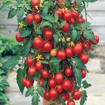 50 Seeds Tumbler Tomato Hybrid Vegetable Garden - $9.70