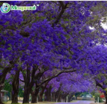 Genuine Purple Jacaranda Mimosifolia Tree Shrub Seeds 20 Of - £7.10 GBP