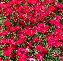 Scarlet Flax Seeds Non-Gmo Heirloom Fresh Garden 100 Seeds Usa - £4.67 GBP