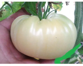 Ukraine Purely White Giant Tomato Organic Seeds - $10.82
