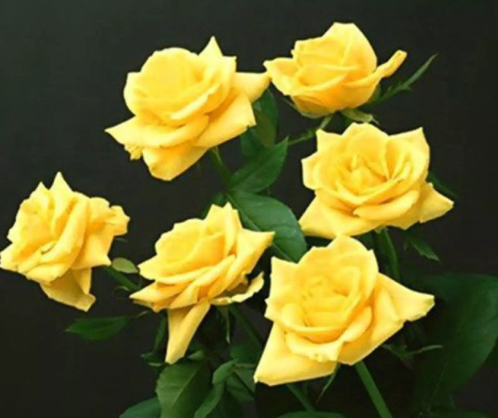 20 Seeds For Classic Sun Yellow Rose Hybrid Flower - £10.88 GBP