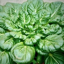 Organic Spinach &quot;Bloomsdale&quot; Vegetable 100 Seeds Usa - £2.93 GBP