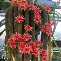 Best SELLER USA 5 Seeds Hildewintera Aureispina Cactus - $9.44