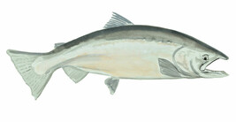 King Salmon Fish Sticker Decal Home Office Dorm Wall Exclusive Art Table... - $6.95+
