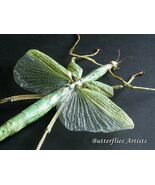 Giant Green Eurycnema Versirubra Walking Stick Framed Entomology Shadowbox - $145.00