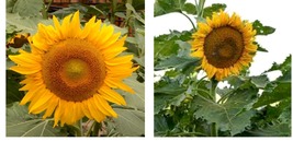 300 Seeds! Sunflower Dwarf Incredible 30-40” | 8” Flowers Safe For Bees Seeds - £21.57 GBP