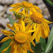 Yerba Del Lobo Seeds Helenium Hoopesii Packet Of 50 Seeds USA SELLER Fas... - £13.50 GBP