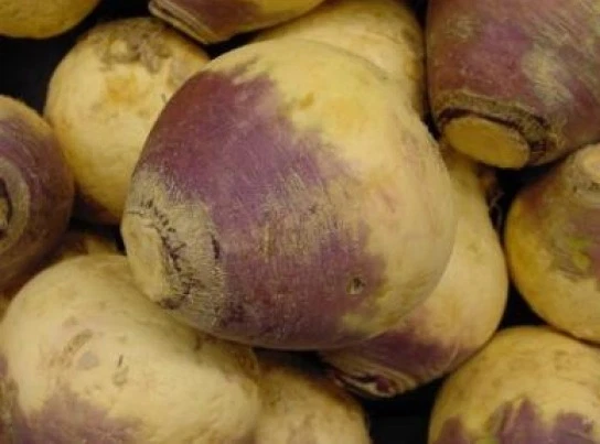 100  FRESH RUTABAGA AMERICAN PURPLE TOP  SEEDS  - $6.31