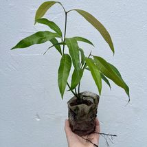 Live Mango ALPHONSO (Manglifera) live Tropical Fruit Tree 12”-24” - £44.74 GBP