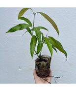 Live Mango ALPHONSO (Manglifera) live Tropical Fruit Tree 12”-24” - £44.05 GBP