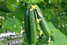 BPA Muncher Cucumber 25 Seeds Heirloom Burpless -Vegetable Garden From US - $8.99