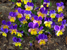 JGBOS Sell 50 Dark Johnny Jump Up Violet Viola Tricolor Flower Seeds - £6.95 GBP