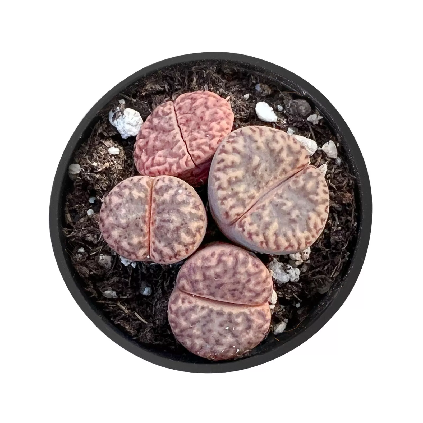 Rare Lithops bromfieldii var. glaudinae Succulent Plant, Potted in 2&#39;&#39; P... - £21.66 GBP