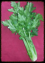 BPA 2000 Seeds Cutting Leaf Celery Apium Graveolens European Chinese HerbFrom US - £7.91 GBP