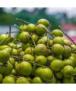 Spanish Lime Genip Guinep Ginepa Limoncillo Mamoncillo Melicoccus Bijuga... - $73.10