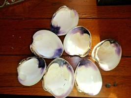 Cape Cod shells beads wampum purple clam crafts jewelry beach 2+ pound lots - £6.25 GBP