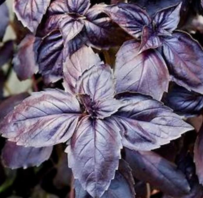 DARK OPAL BASIL SEEDS 400+ &quot;PURPLE BASIL&quot; ANNUAL herb GARDEN - $3.09