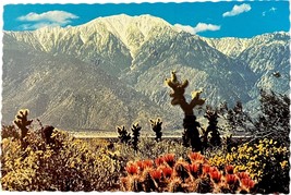 San Jacinto Mountain, desert cactus, Arizona, vintage postcard - £8.96 GBP