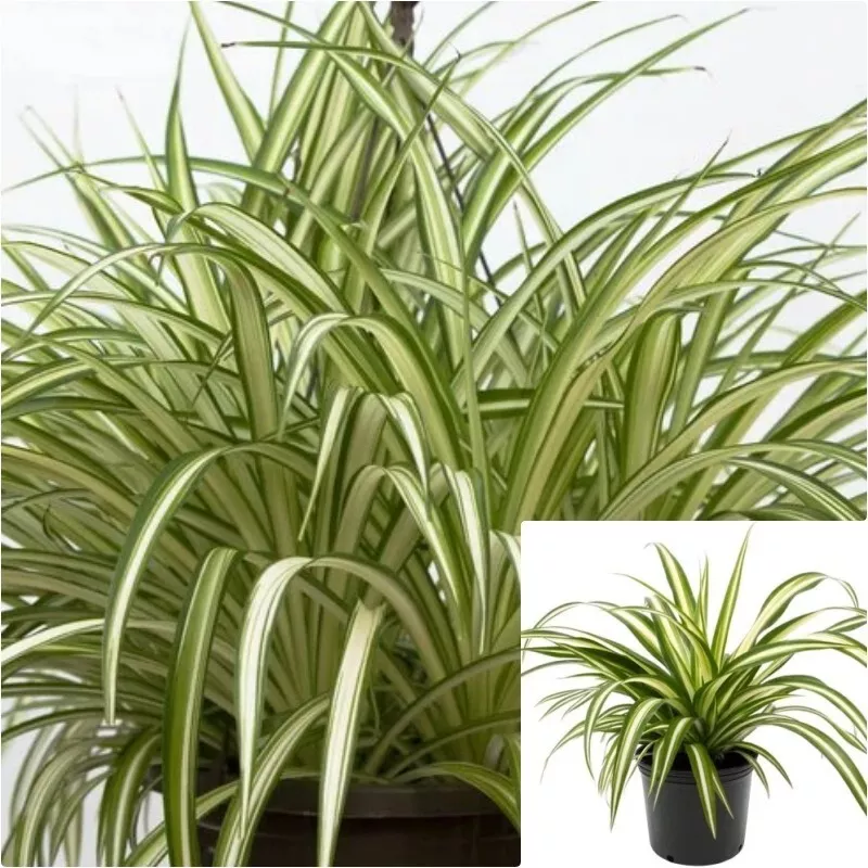 10 Cutting Spider Variegated Plant Chlorophytum Comosum succulent Live P... - $29.99
