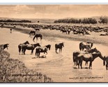 Hot Noon Round Up Horses Milestone Montana Huffman Photo UNP DB Postcard... - $8.86