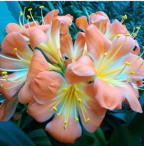 1 pcs Medium Flower Real Bowl clivia pots Bonsai Garden Blooming Plants Happy Fa - £3.06 GBP