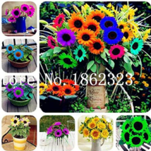 Fresh New 30 Pcs Mini Multi Colored Dwarf Sunflower Perennial Flower Sunflower - £20.62 GBP