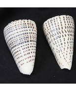 Conus Litteratus Lettered Cone  86mm and 89mm Shell Linnaeus - $36.28 CAD