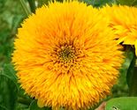 30 Seeds Sungold Teddy Bear Sunflower - $10.00