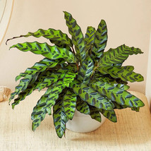 25 Rattlesnake Calathea Seeds Planting Gardening USA SELLER - £10.00 GBP