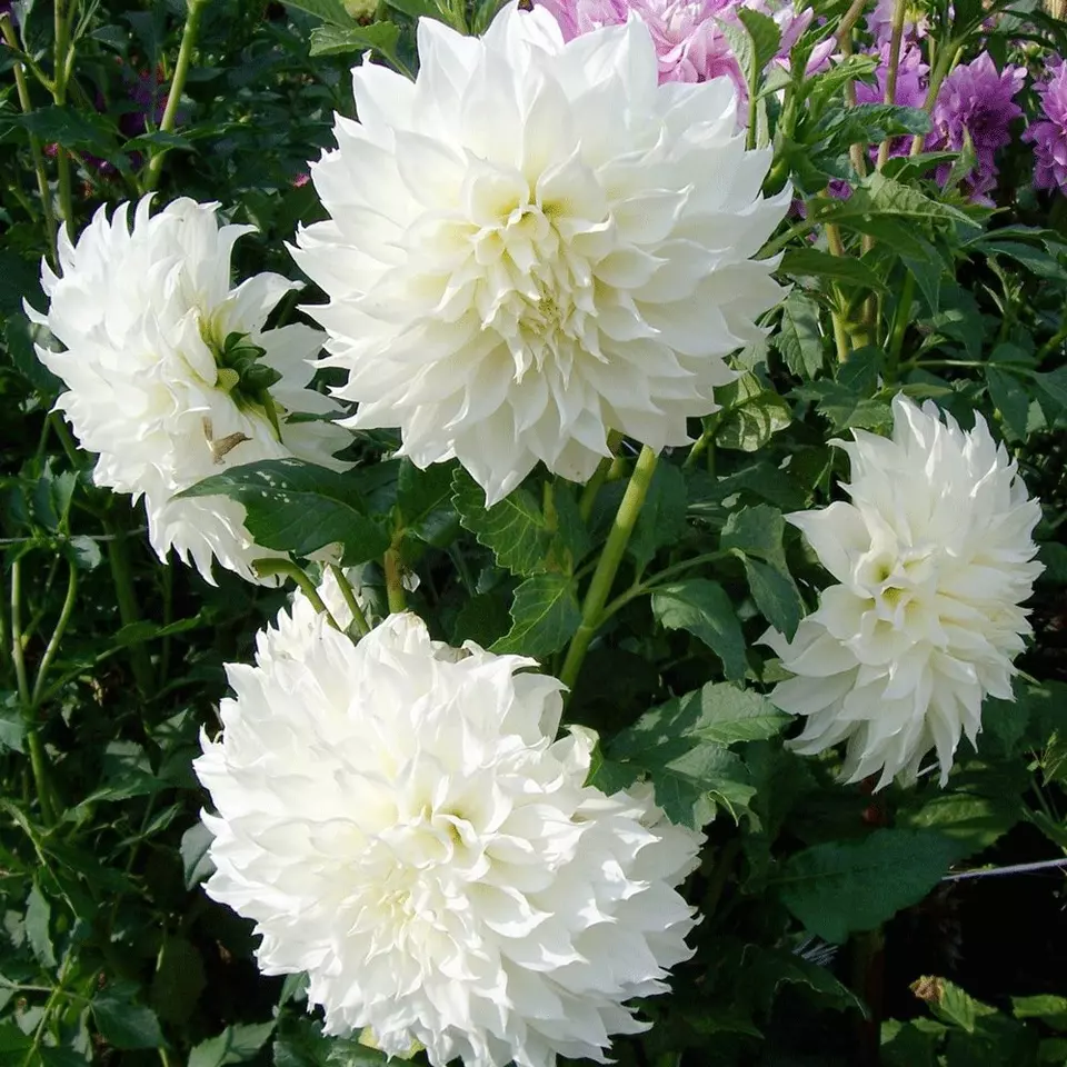 1 Bulb Dahlia FLEUREL Flower For Garden - $28.00