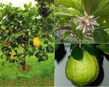 Citron Citrus Medica Organic Fragrant Heirloom 5 Seeds - $8.99