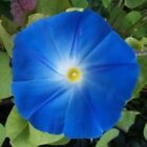 Morning Glory 150  Seeds - Heavenly Blue Ipomoea tricolor - £8.76 GBP