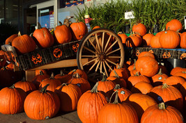 50 Spookie Pumpkin Aka Deep Sugar Pie Pumpkin Cucurbita Pepo Vegetable Seeds - £14.53 GBP