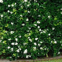 Orange Lakeview Jasmine Plant (Murraya Paniculata) Seeds Garden - £13.30 GBP